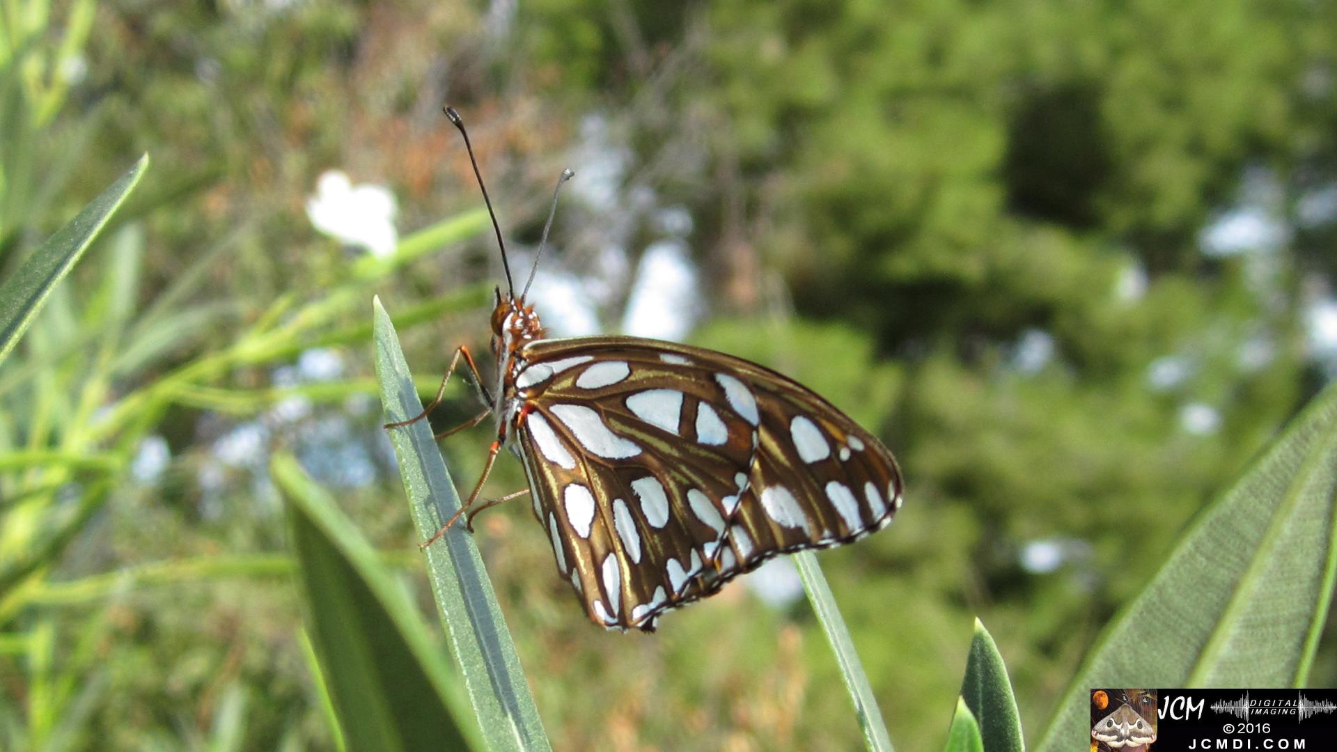 20160920 IMG_0795 Gulf Fritillary Butterfly emerged in sunlight.jpg